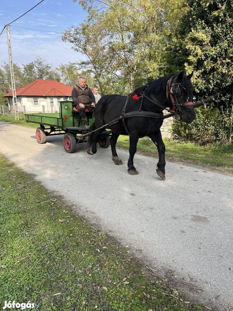 4 éves percheron félvér 