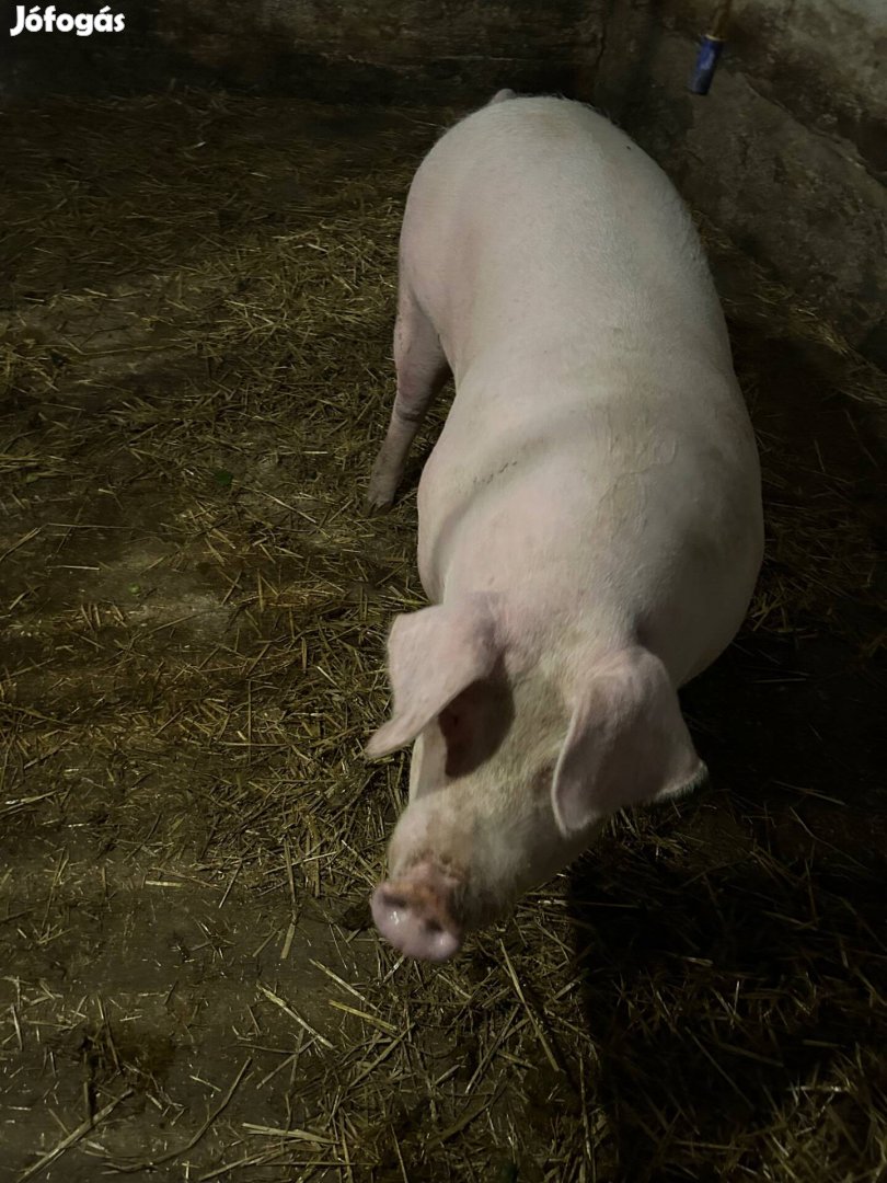 4 hetes vemhes sertés eladó