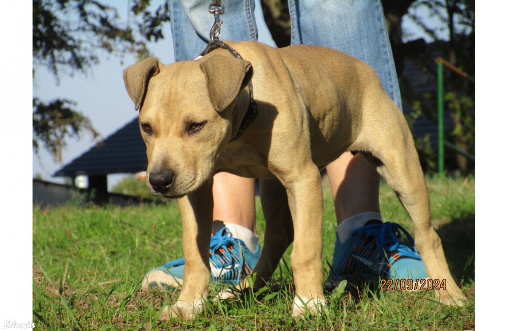 4 hónapos amerikai pitbull terrier szuka