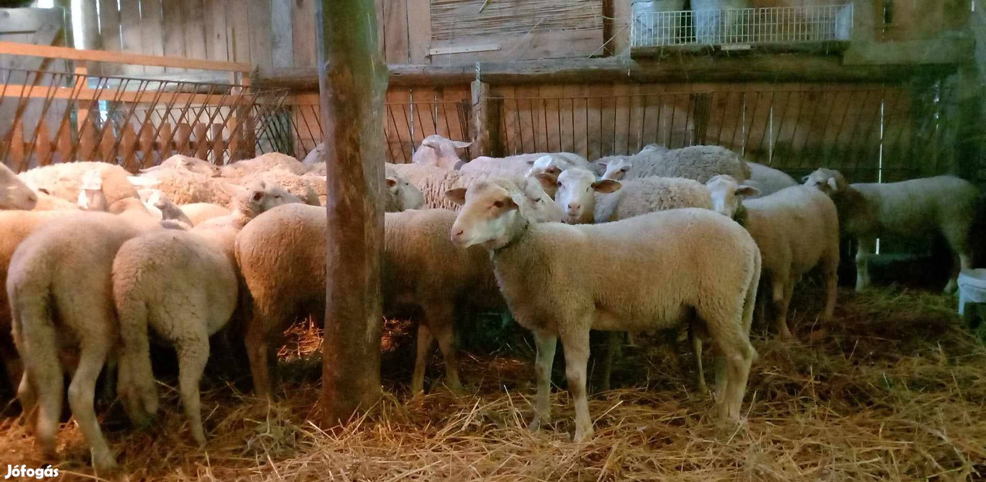 4 hónapos lacaune bárányok