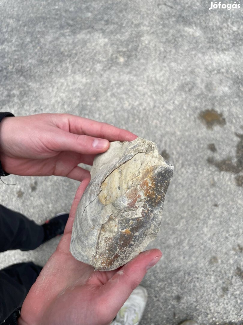 4 millió éves foszilia fekü kőzetben
