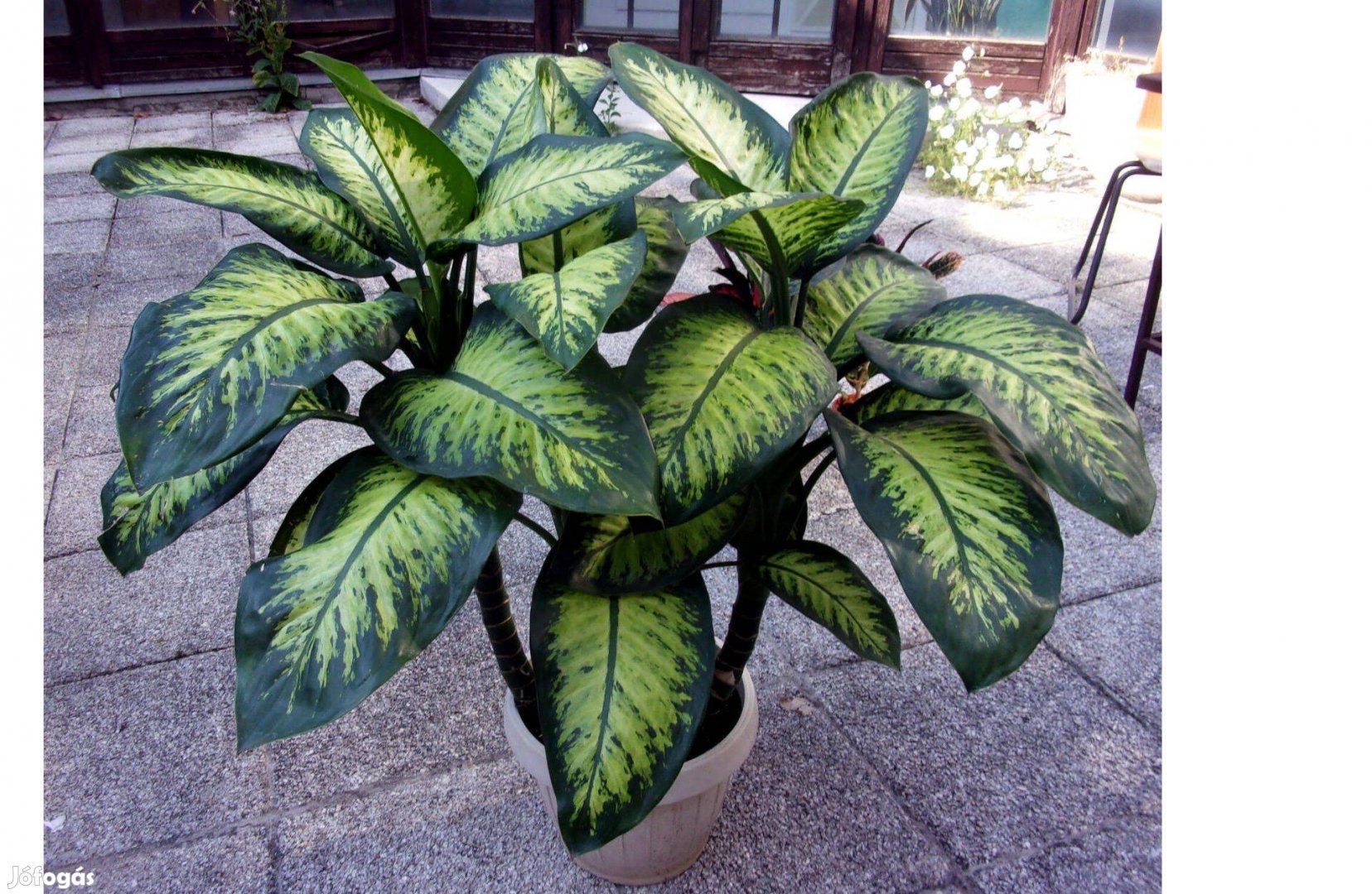 4 töves 140 cm magas Diffenbachia Buzogányvirág Dieffenbachi