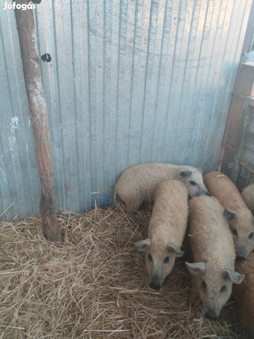 4db Tanyan nevelt mangalica Sűldők eladók 