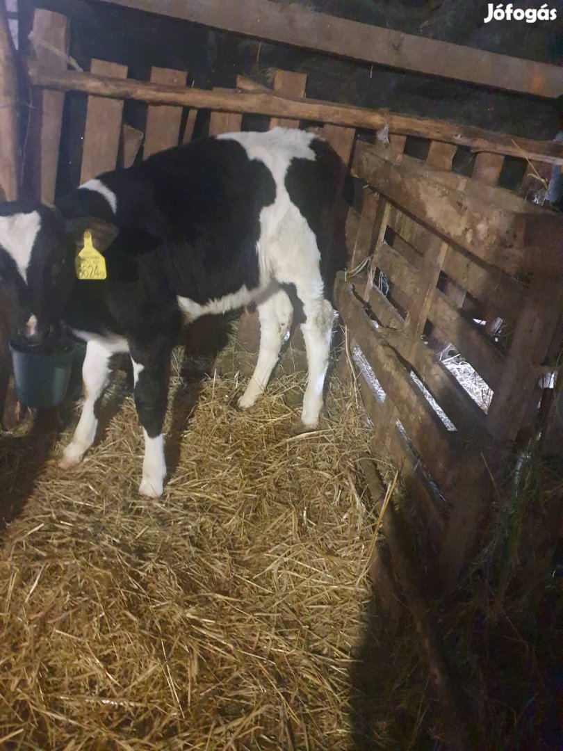 4db bika borjúk eladók. 150 kilo feletiek.