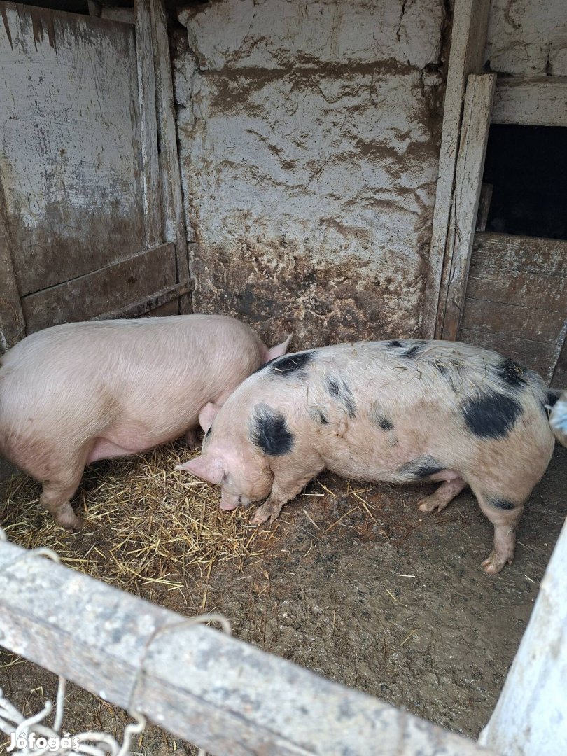 4db hízó költözne