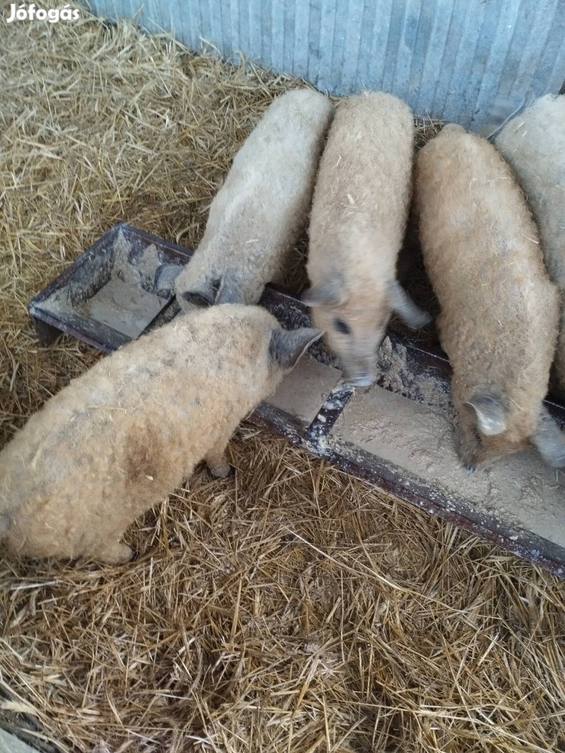 4db mangalica Sűldők eladók 