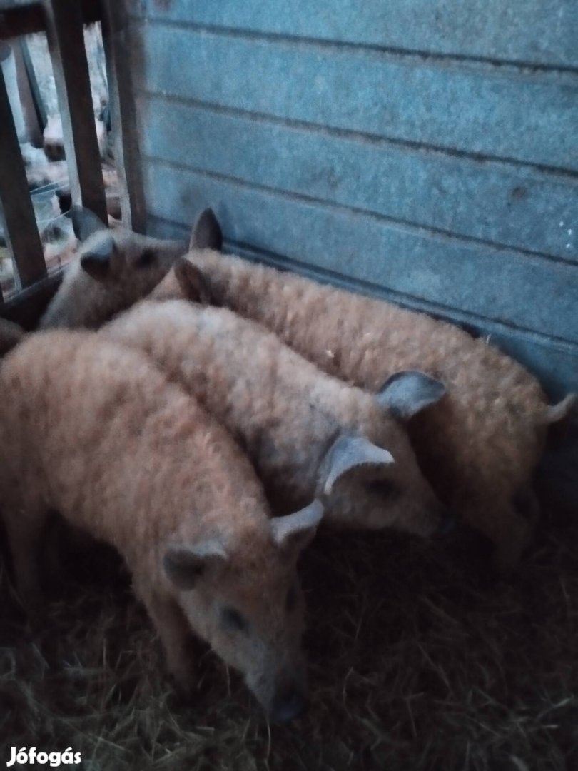 4db mangalica Sűldők eladók 