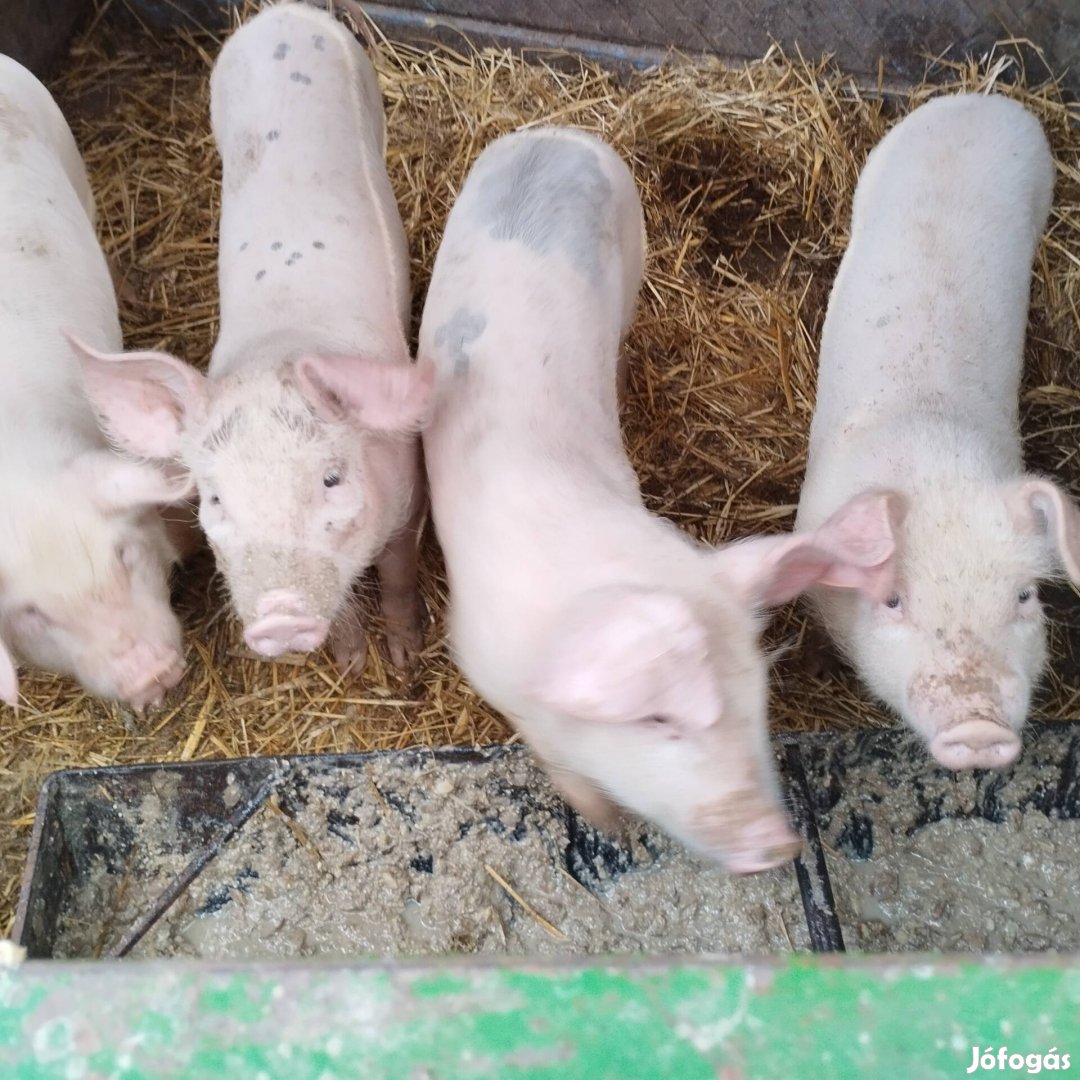 4db tanyasi Sűldők eladók vagy csere is érdekel 