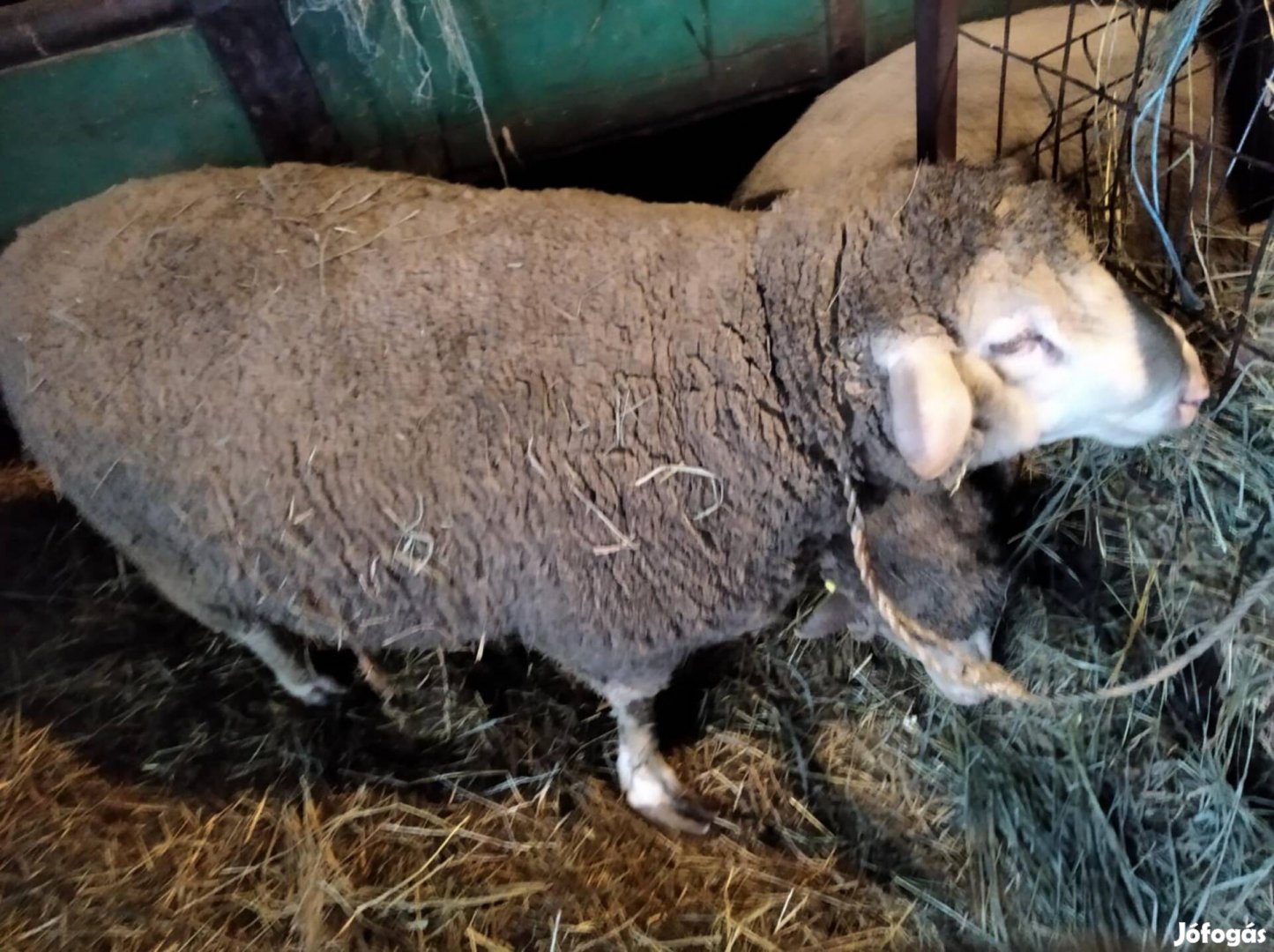 4éves merinó kos eladó