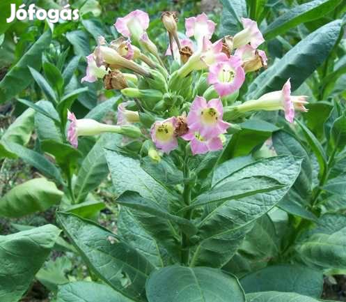 50+ db. African Red Dohánymag Különlegesség (4679)