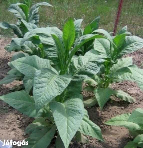 50+ db. Banana Leaf Dohánymag Különlegesség (4623)