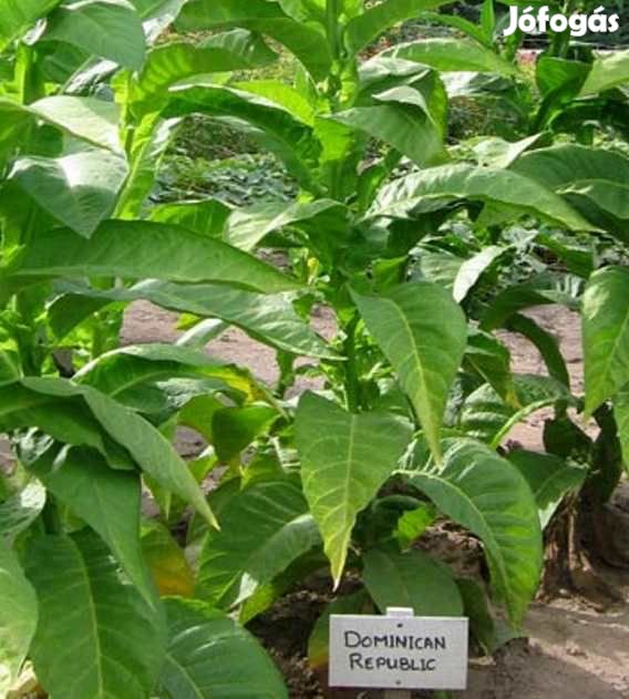 50 db. Dominican Republic Olor Dohánymag Különlegesség 5337