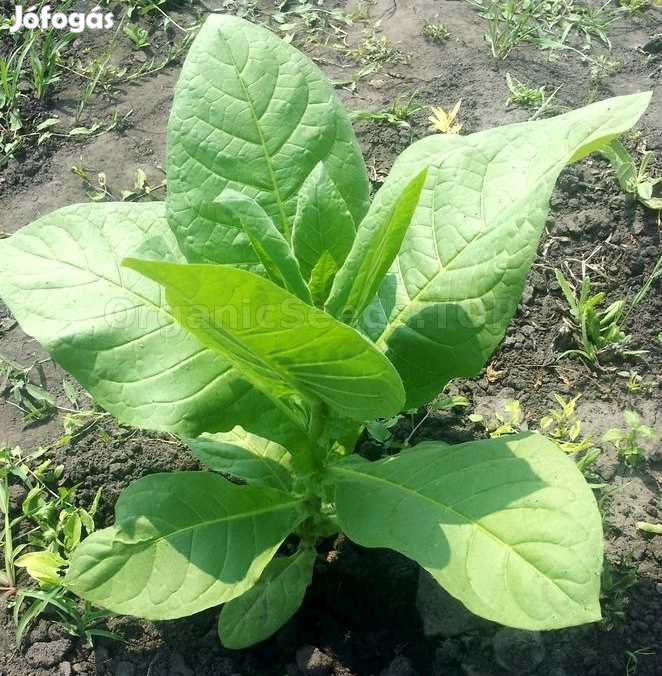 50+ db. Florida Sumatra Dohánymag Különlegesség (5340)