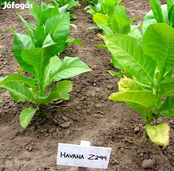 50+ db. Havana Z299 Dohánymag Különlegesség (4677)