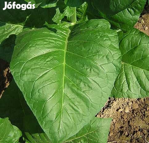 50+ db. Havanna Corojo Dohánymag  (4509)