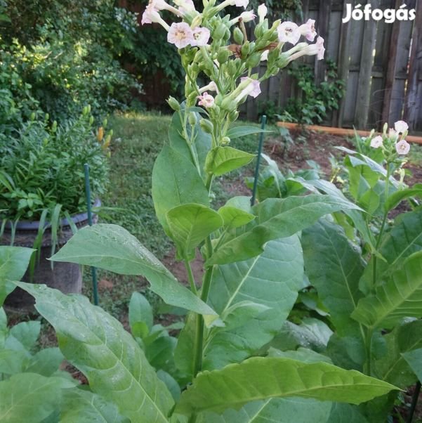 50+ db. LOUISIANA PERIQUE Dohánymag Különlegesség (6134)