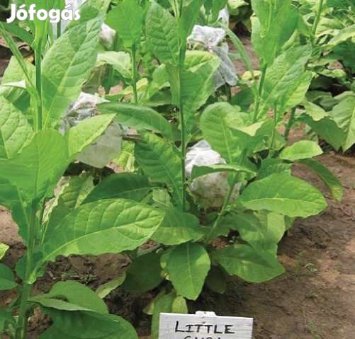 50+ db. Little Cuba Dohánymag Különlegesség (4676)