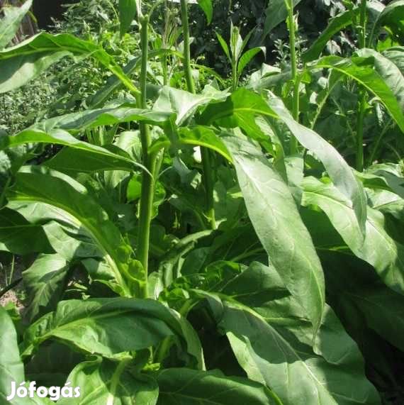 50+ db. Little Dutch Dohánymag Különlegesség (4684)