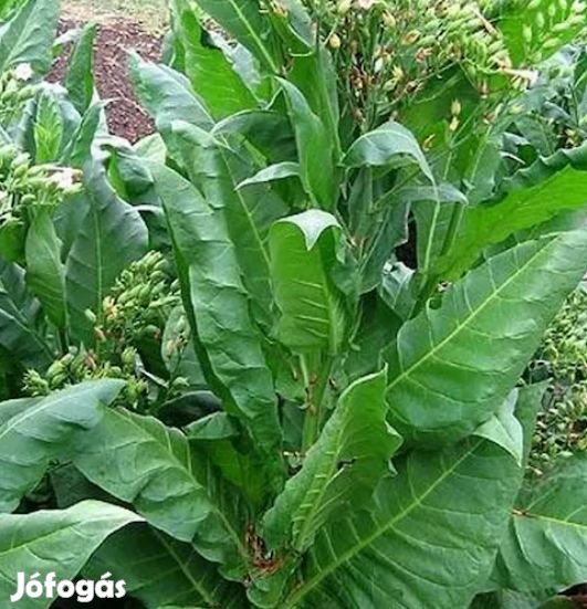 50+ db. Pergeu Brasil Dohánymag Különlegesség (6133)