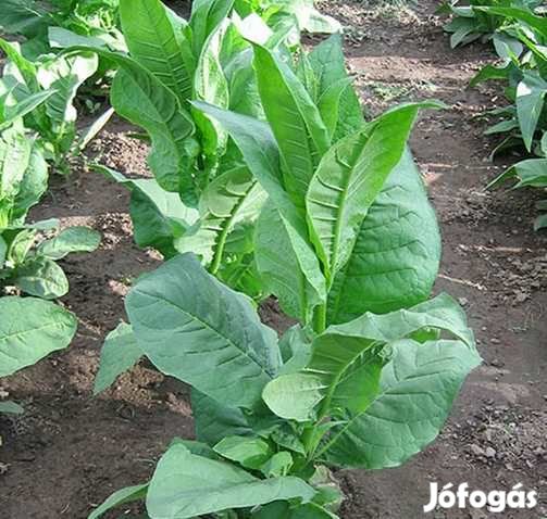 50+ db. Southern Beauty Dohánymag Különlegesség (4675)