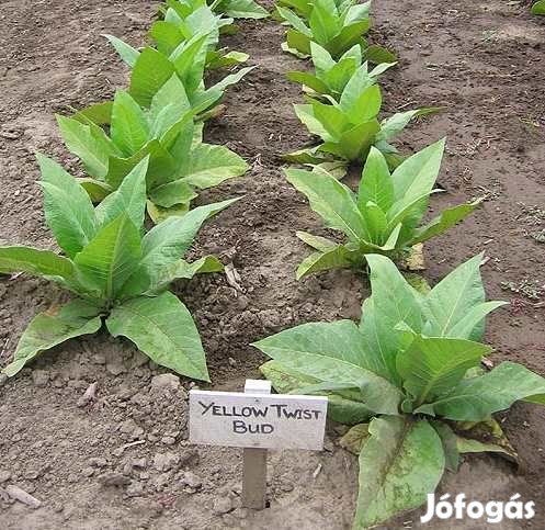 50+ db. Yellow Twist Dohánymag Különlegesség (4682)