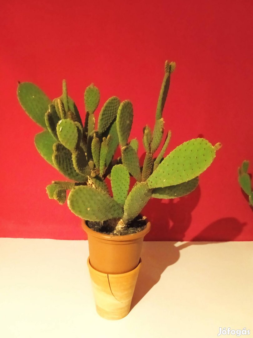 50 cm-es füge kaktusz eladó
