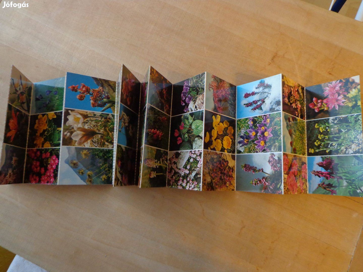 56 alpesi növény fotója latin névvel