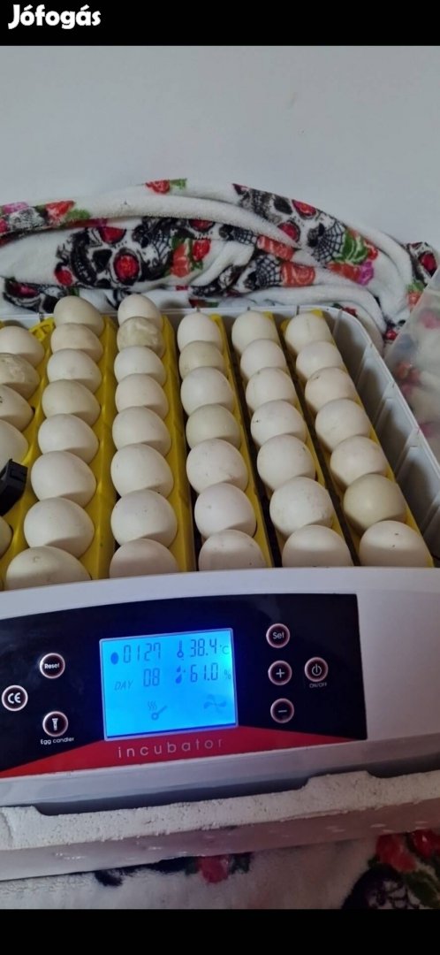 56 egg incubator 