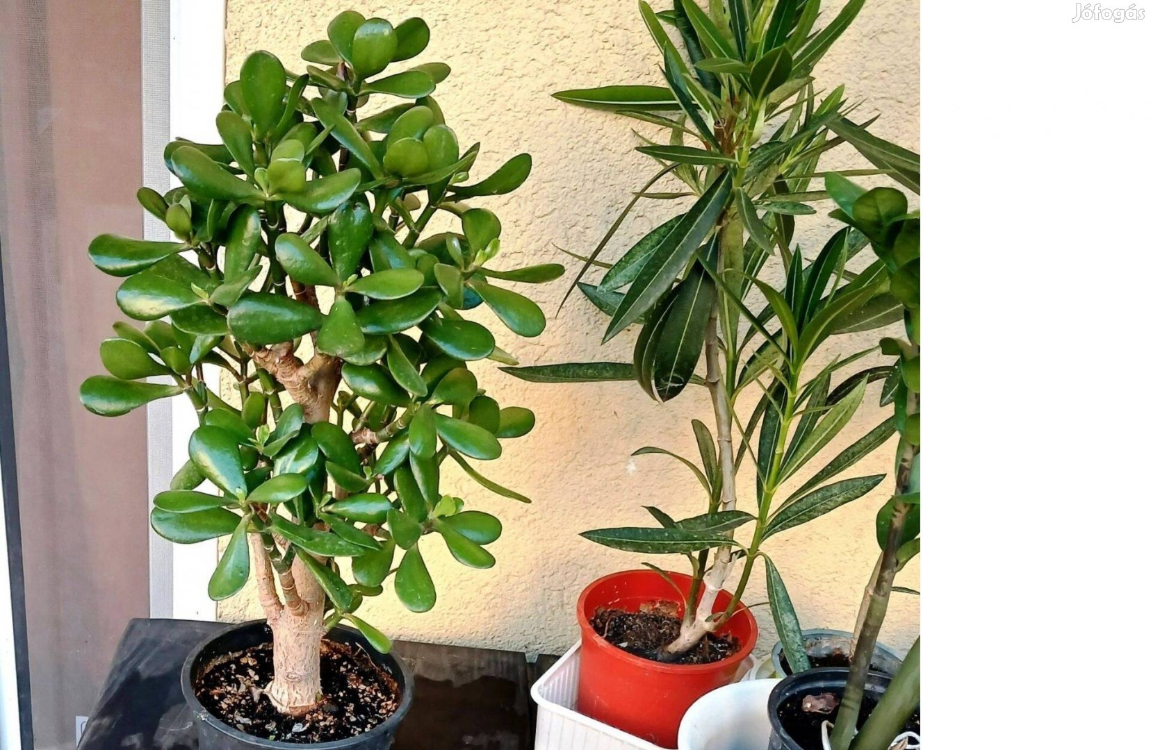 57 cm magas majomfa Budafokon