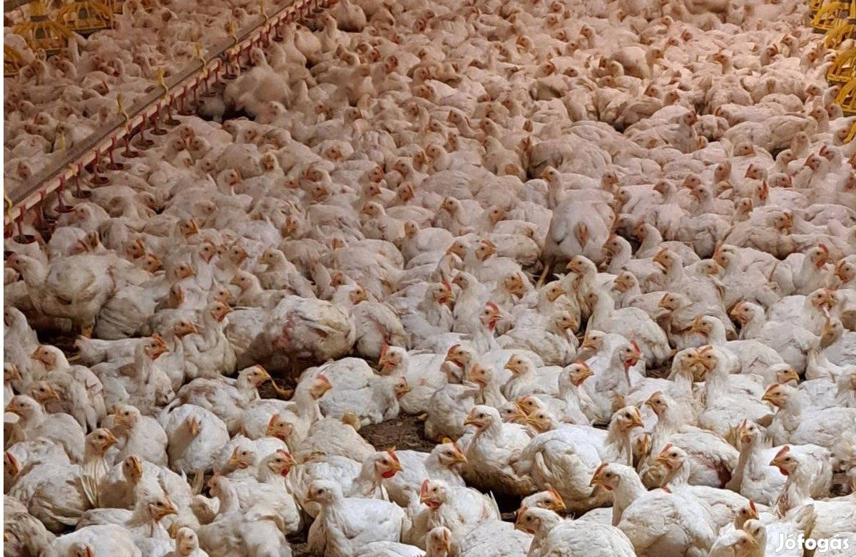 5-7 hetes Brojler csirke eladó vágásra és továbbtartásra