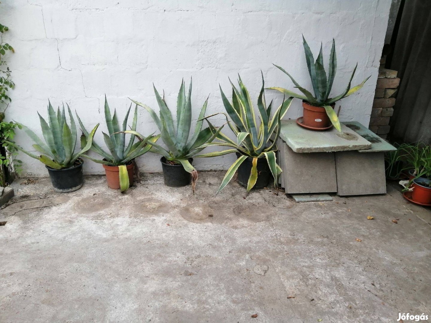 5 DB. Agave americana verigata /agave kaktusz / eladó