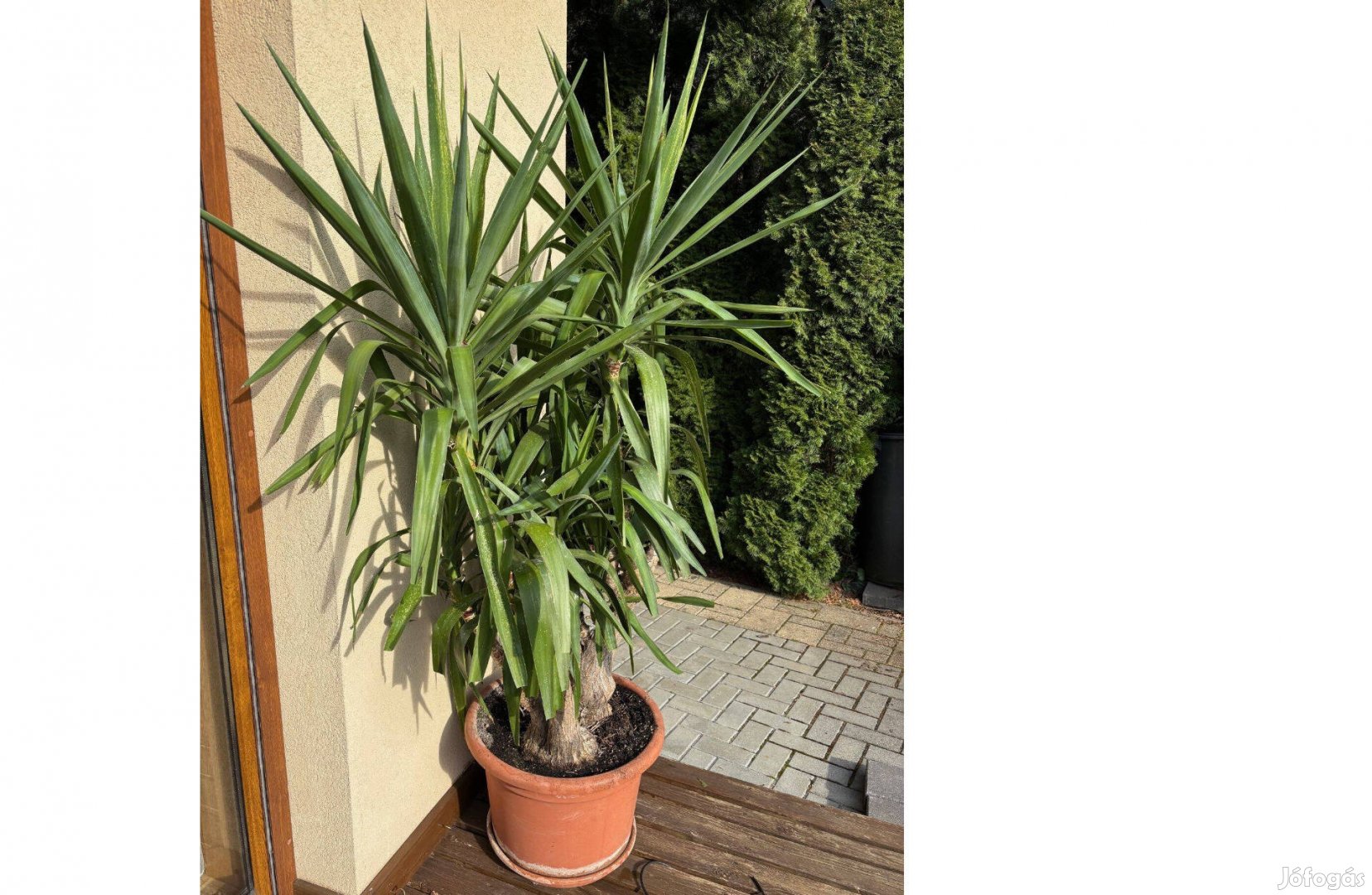 5 ágú 1.80 magas yukka