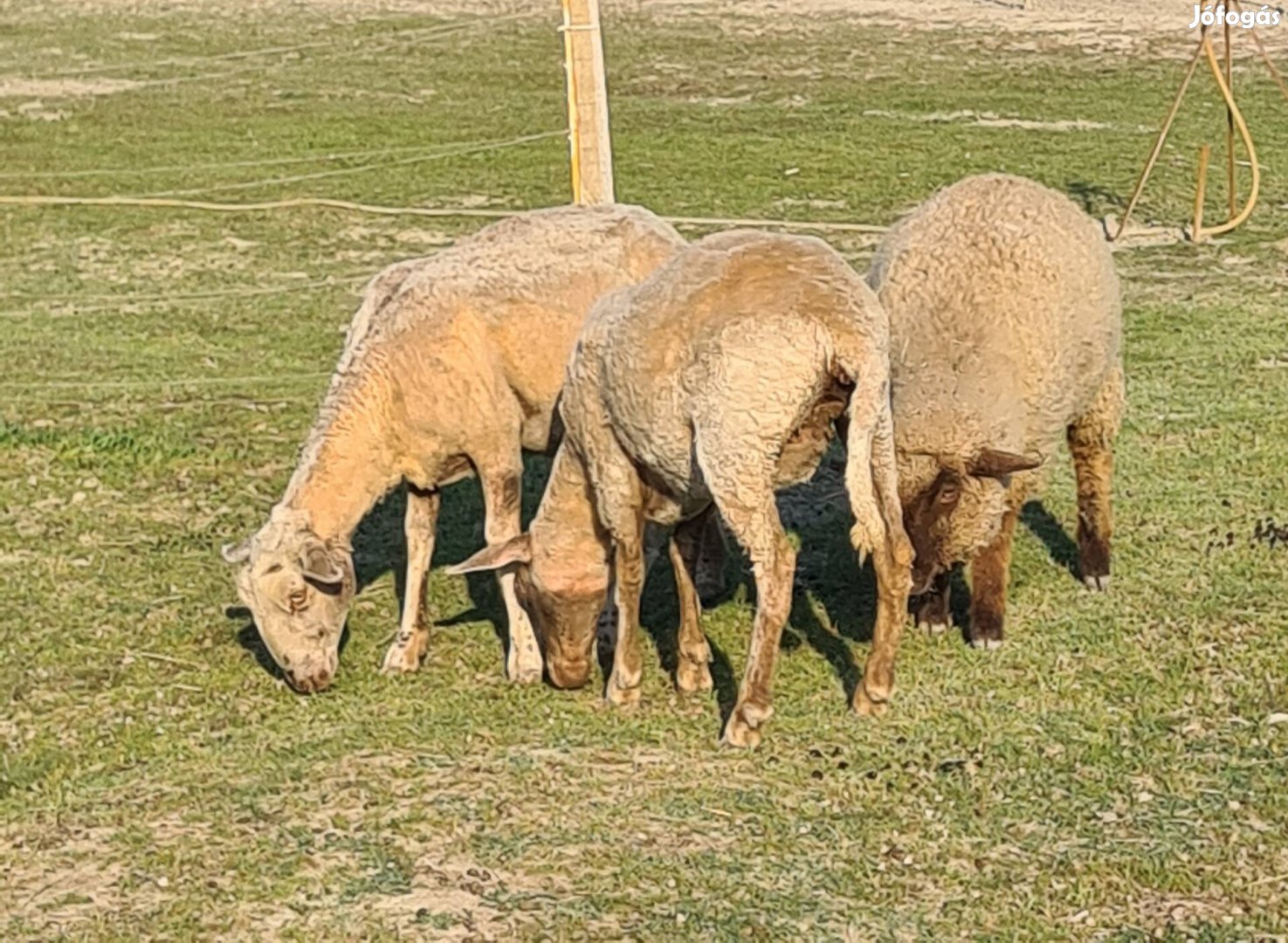 5 darab fiatal merinó birka egyben