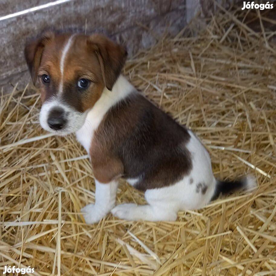 5 db ingyen elvihető fajtatiszta jellegű foxterrier foxi kutyus keresi