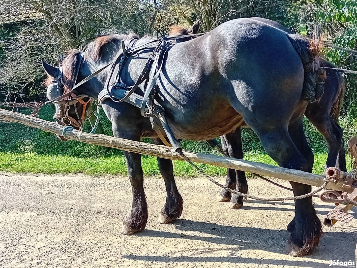 5 éves fekete vemhes kanca 