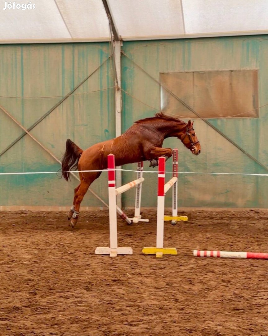 5 éves kisbéri félvér herélt