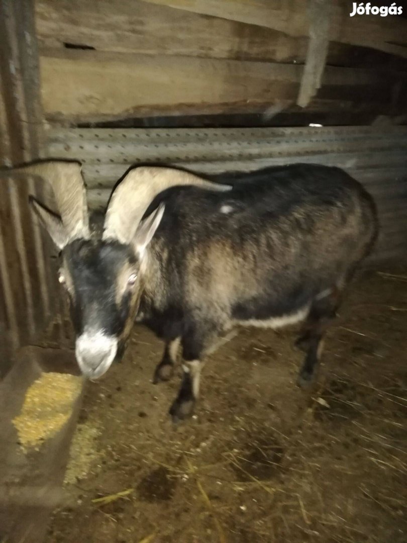 5 éves ürü kecske eladó