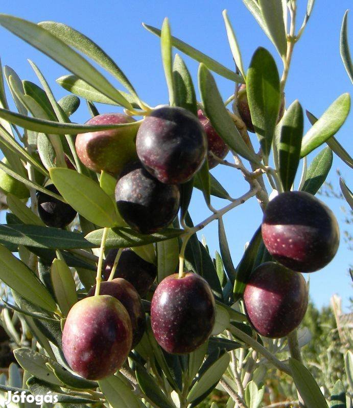 5 fajta fagytűrő kerti olíva