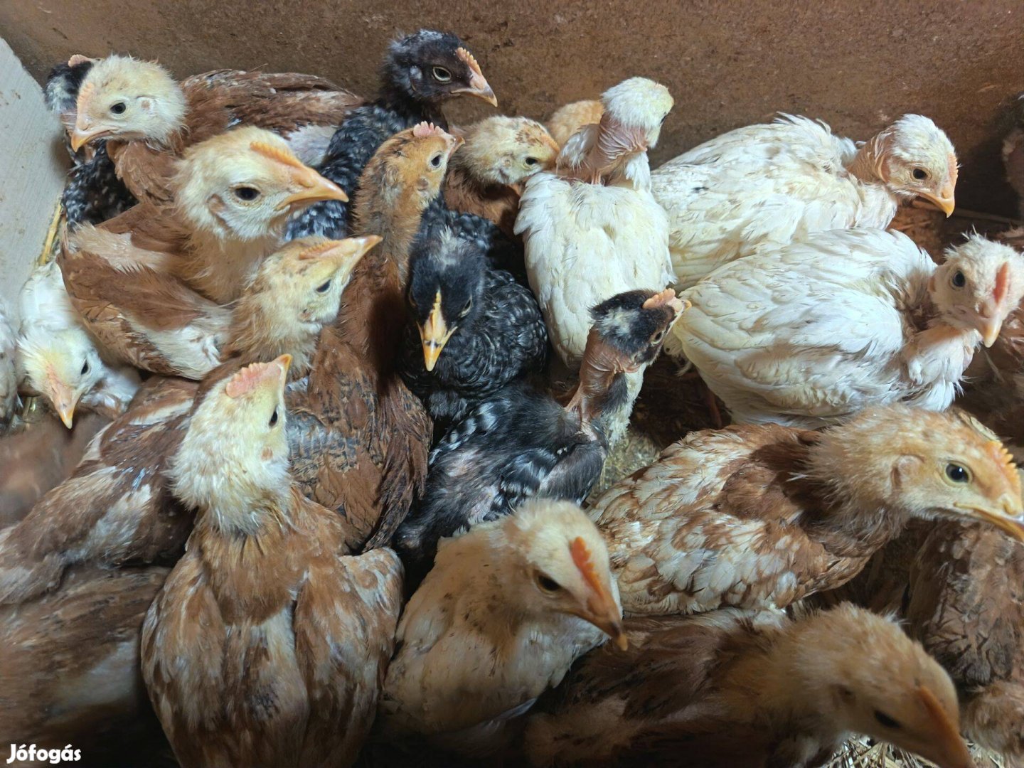 5 hetes csibe csibék