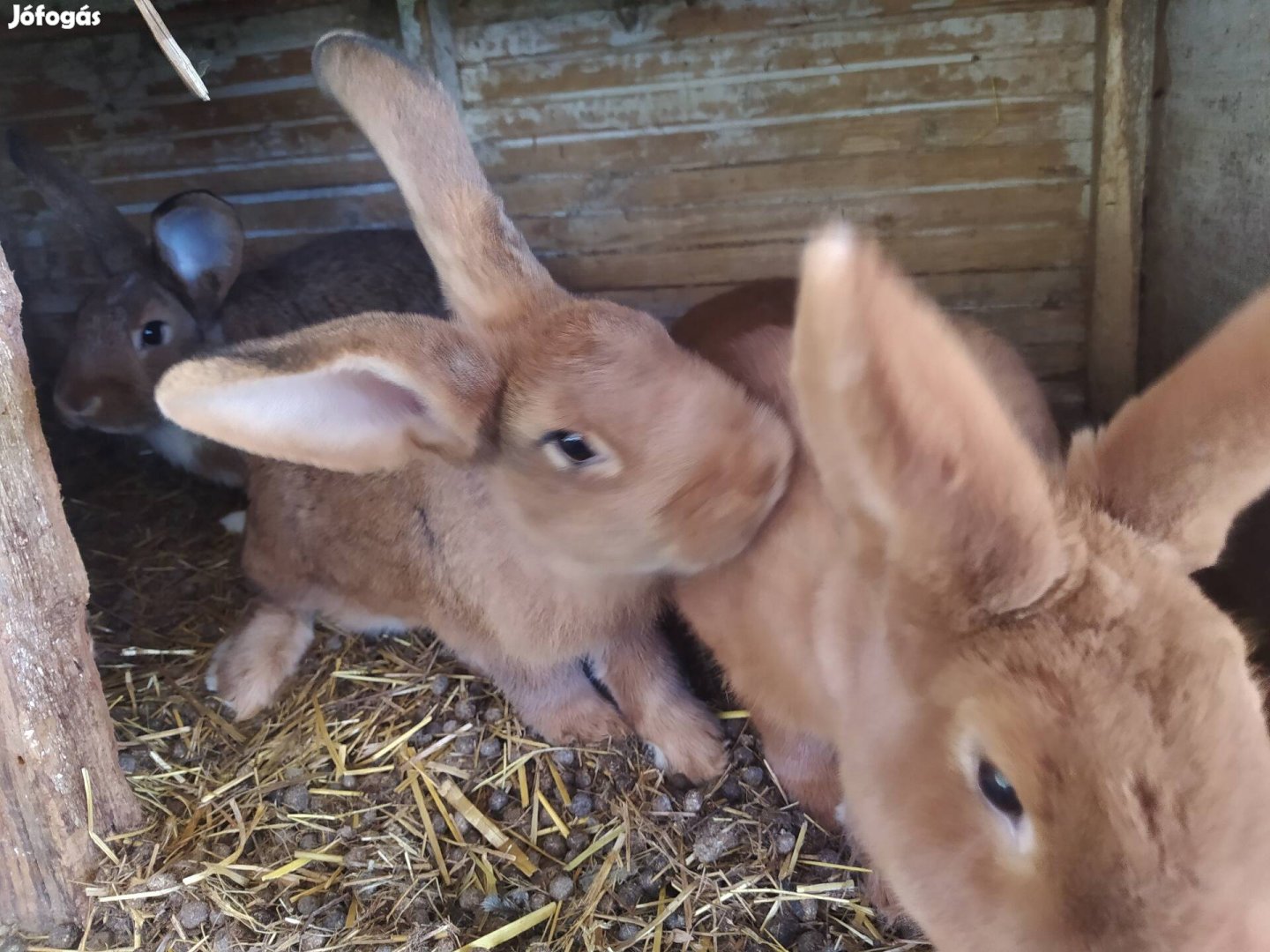 5 hónapos nyuszik nyulak vegyes ivar