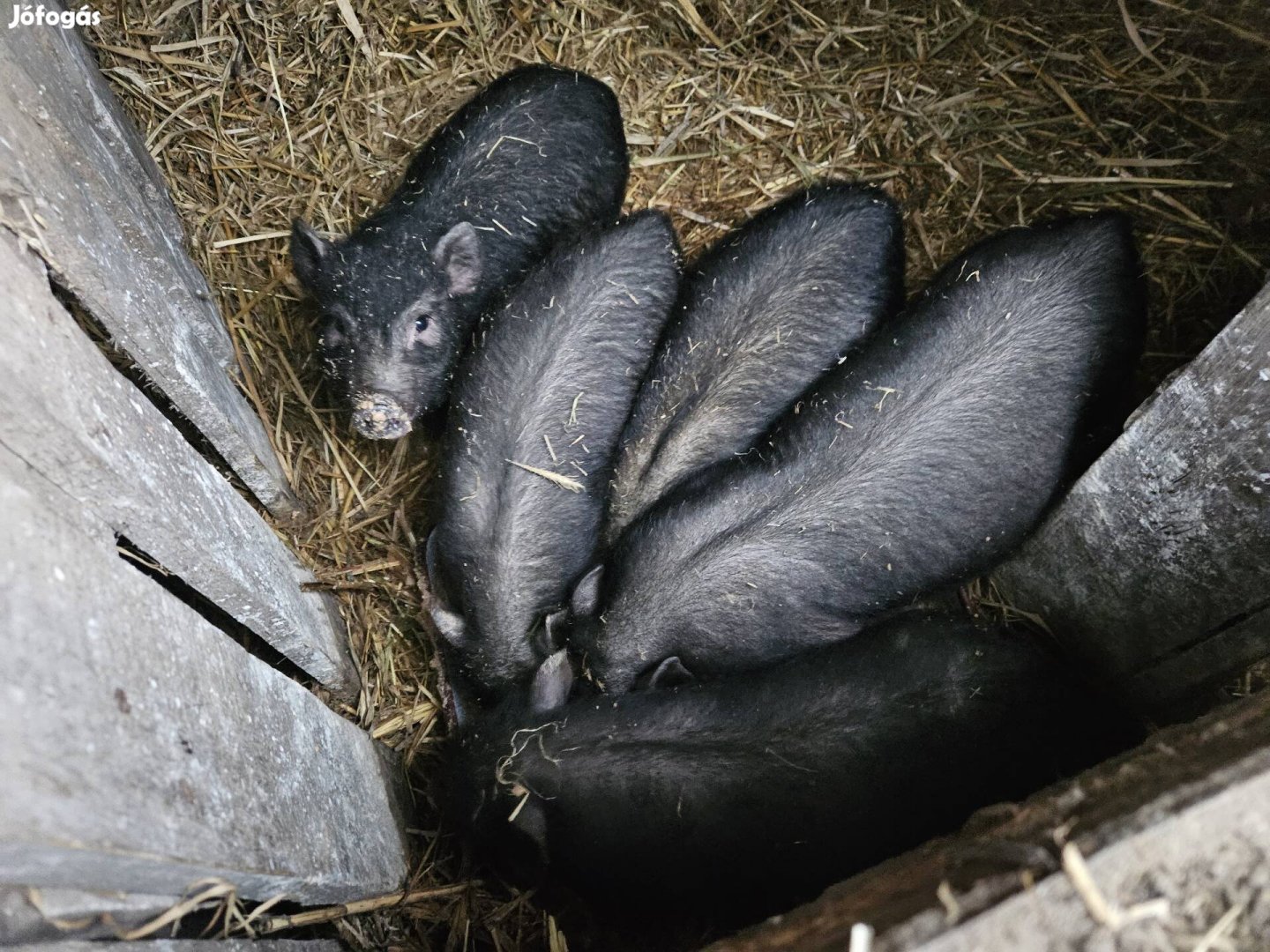 5db Vietnámi csüngőhasú ivaros kan malac eladó!