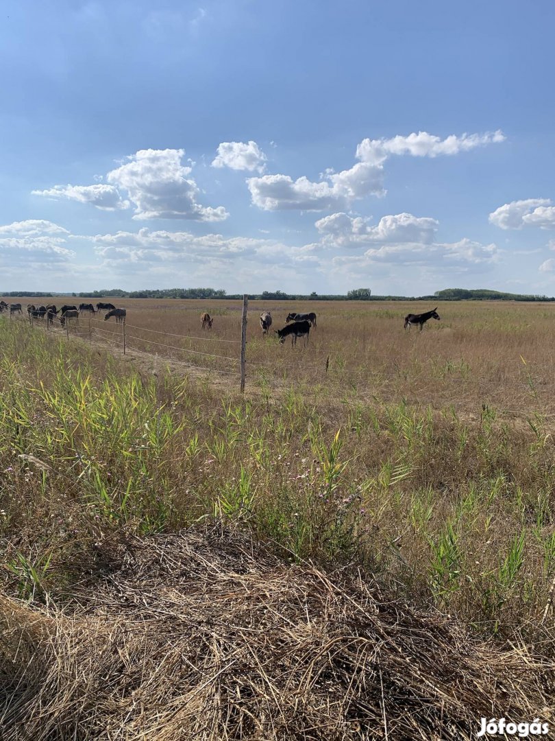 60 ha legelő kiadó