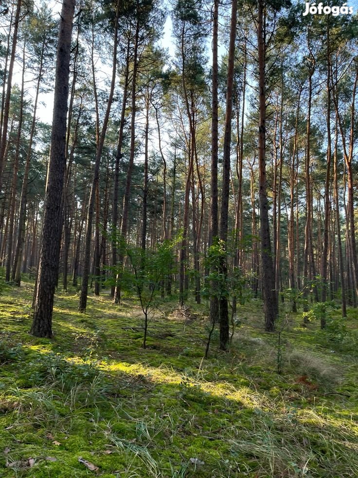 64 ha Erdő és szántóföld Eladó