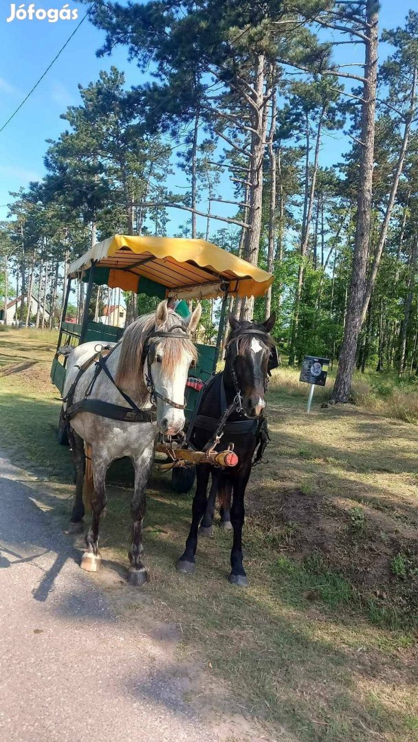 6 éves deres kanca eladó