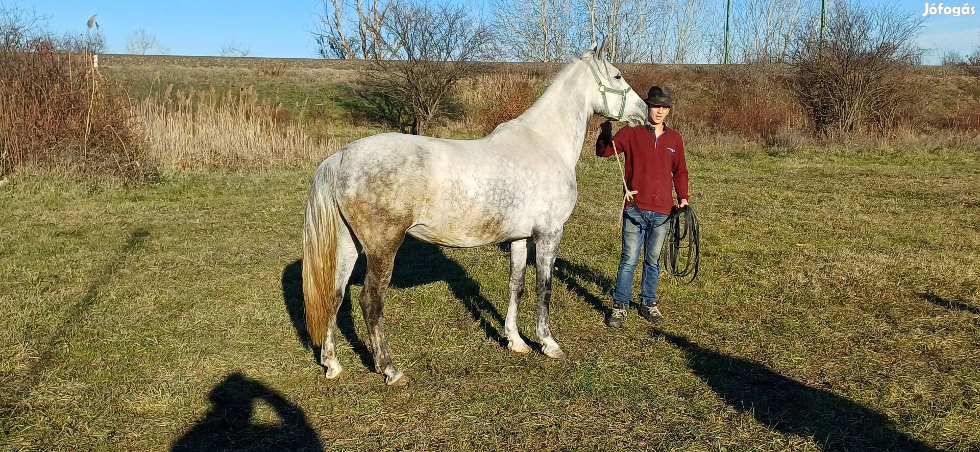 6 éves deres kanca eladó 