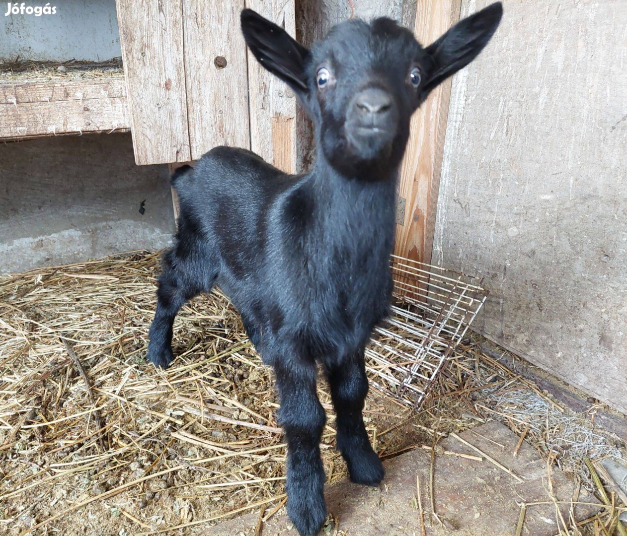 6 hetes alpesi-núbiai mix fekete bak gida eladó
