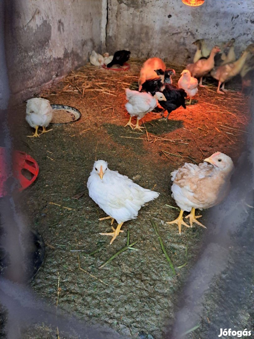 6 hetes csirkék vegyes állományból