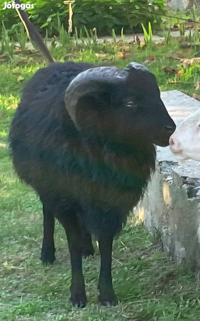 6 hónapos Ouessant kos eladó