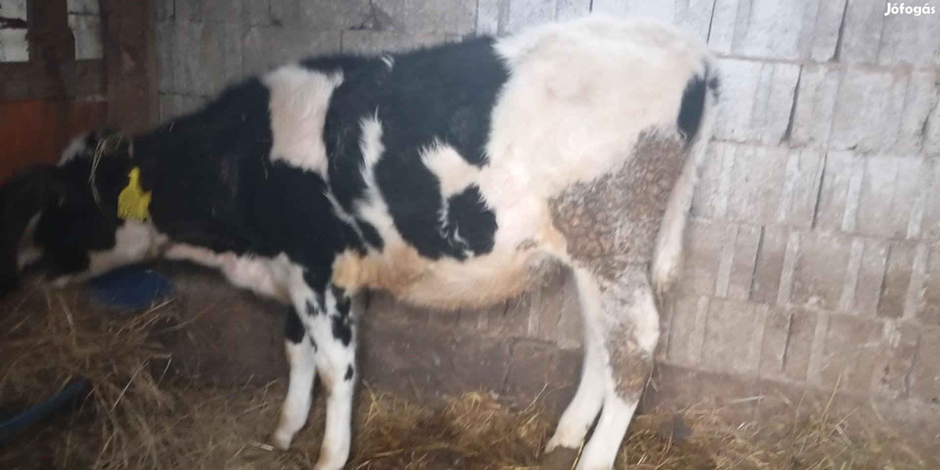 6 hónapos hf bika eladó vagy cserélhető