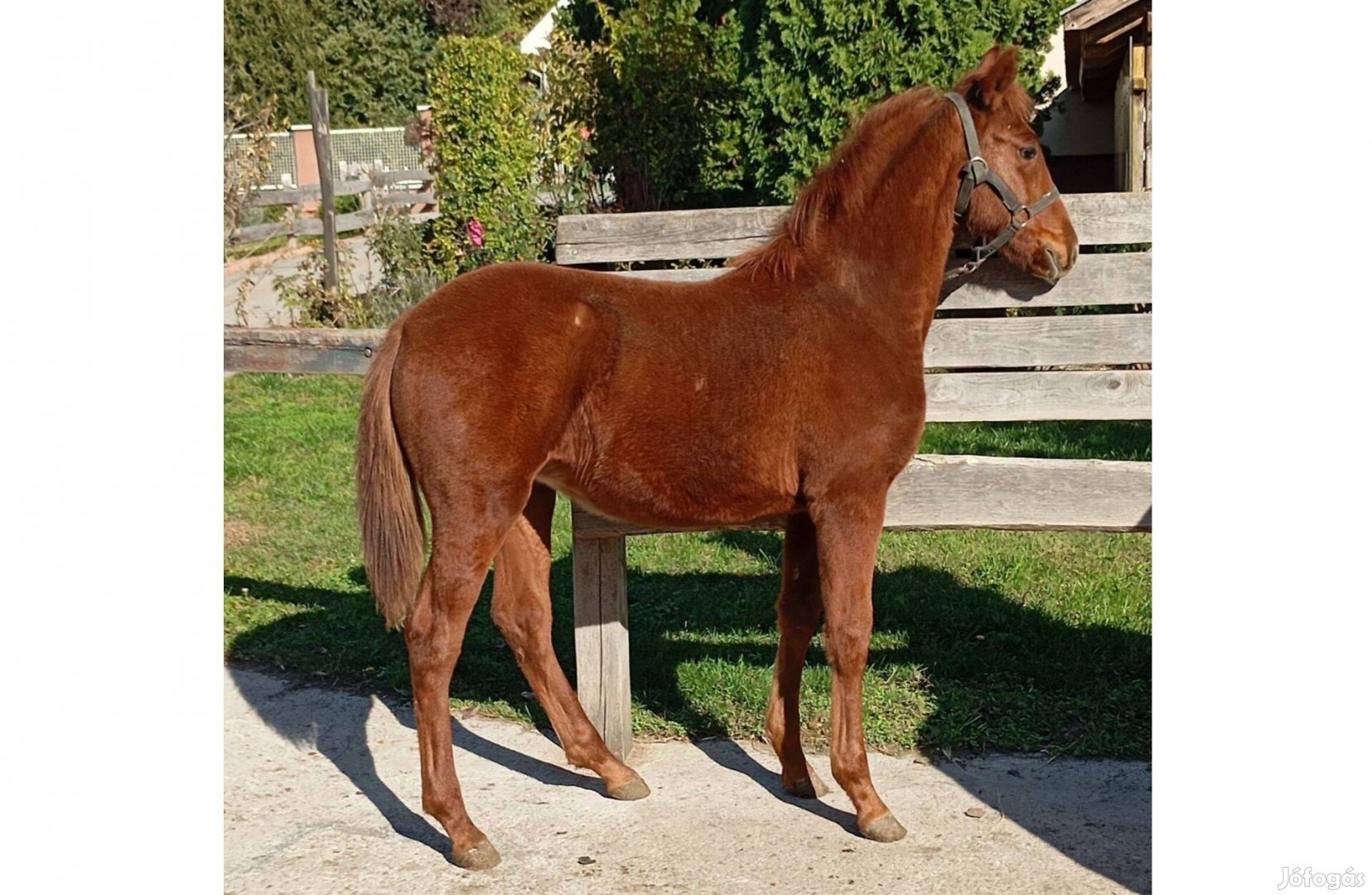 6 hónapos kanca csikó eladó